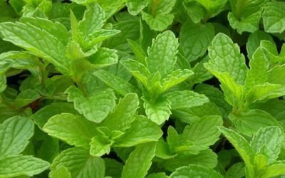 La Hierba Buena o Mentha Spicata
