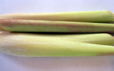 Malojillo o Lemon Grass