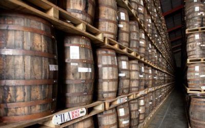 Envejecimiento en Roble