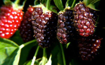 La Mora o Blackberry